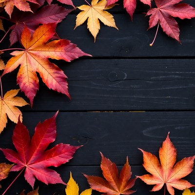 Colorful leaves on dark wood