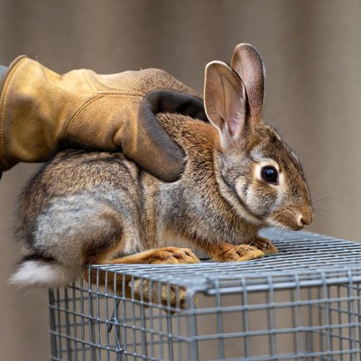 Rabbit sitting on a metal cage