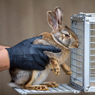 Rabbit being handled by a person wearing gloves