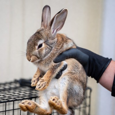 Rabbit being held by a person