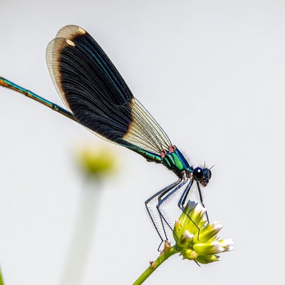 Dragonfly resting on a flower