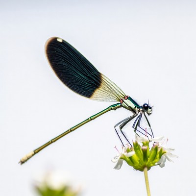 Colorful dragonfly on flower