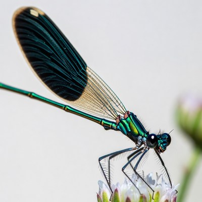 Dragonfly resting on a flower