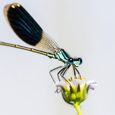 Dragonfly feeding on small flower