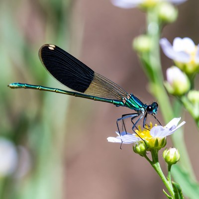 Dragonfly perched on white flower