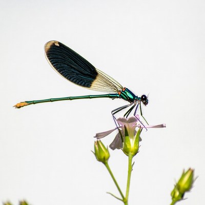 Colorful insect rests on flower
