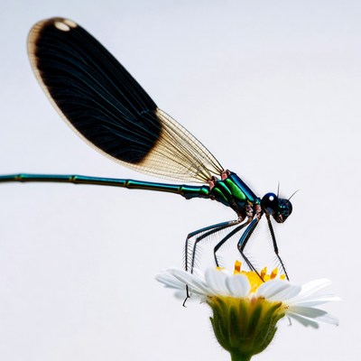 Dragonfly on white flower