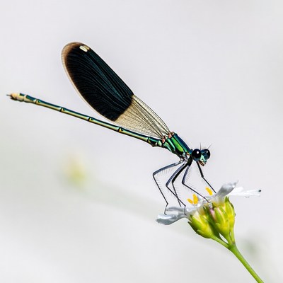 Dragonfly resting on flower in nature