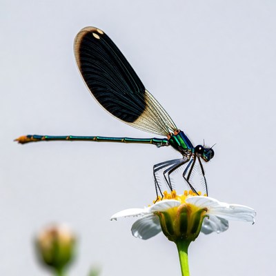 Dragonfly on white flower in sunlight
