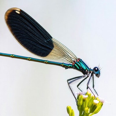 Dragonfly perched on a flower
