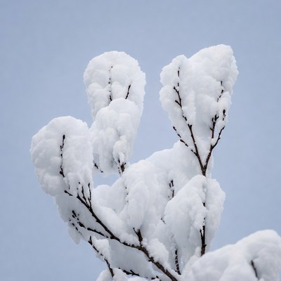 Snow covered branches in winter sky