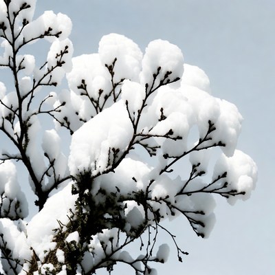 Branches covered in snow during winter