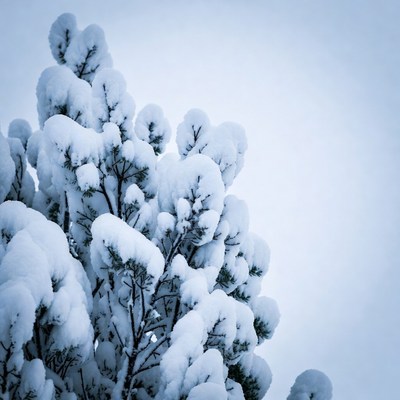 Snow-covered branches in winter