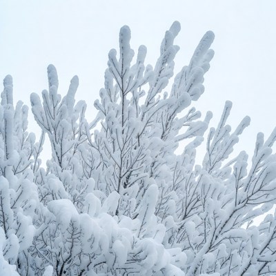 Snow-covered tree branches in winter