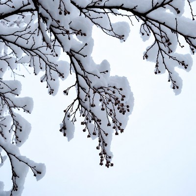 Snow-covered branches against gray sky