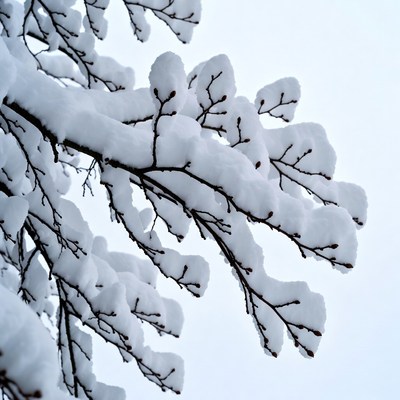 Snow covers tree branches in winter