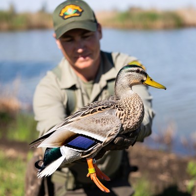 Bird rescue at a lake