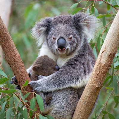 Koala with baby resting in tree