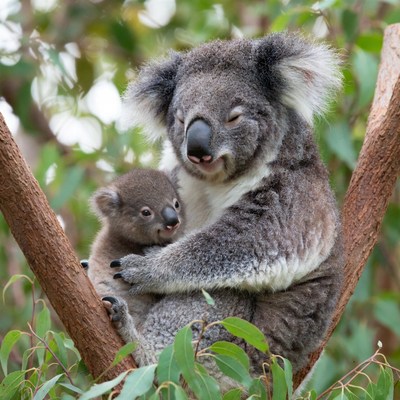 Koala mother and joey in tree