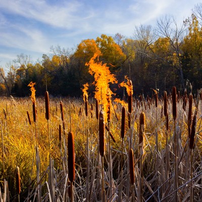 Cattails burning in autumn field