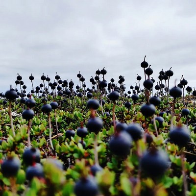 Black berries in open field