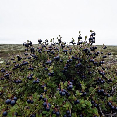 Wild blueberries growing in nature