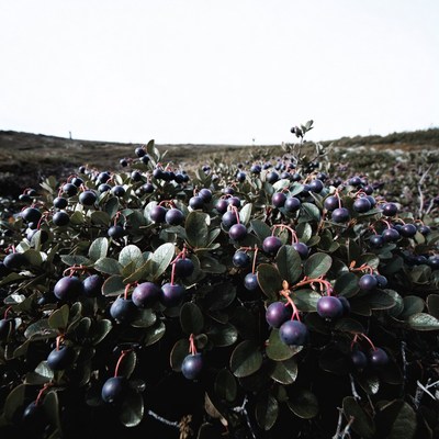 Blueberries growing in the field