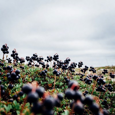Berries growing in a field under clouds