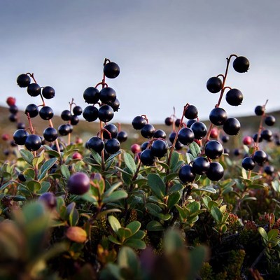 Blackberries grow in a field near a mountain