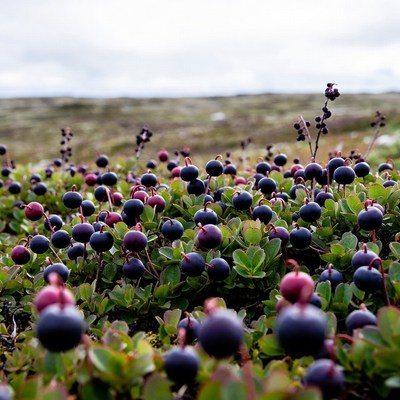 Berries growing on green plants
