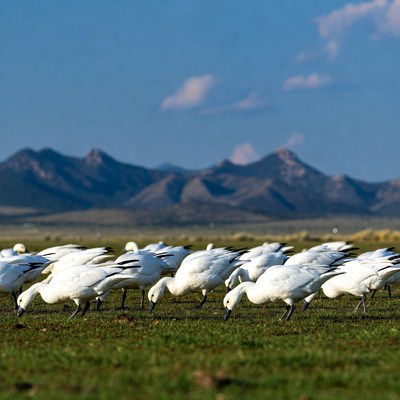 Birds feeding on grass in open field