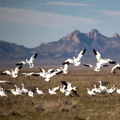 Snow geese flying in migration south