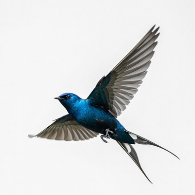 Bird in flight against clear sky