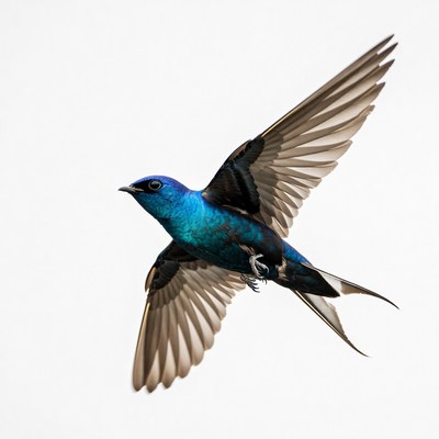 Bird in flight at midday