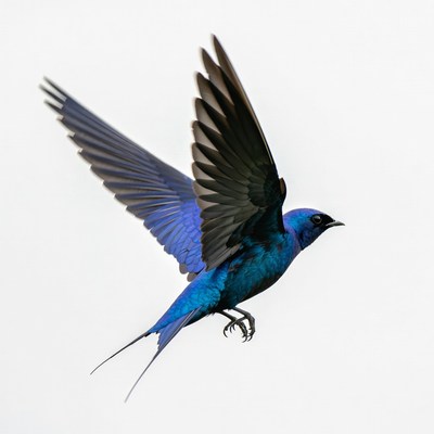 Bright blue bird in flight