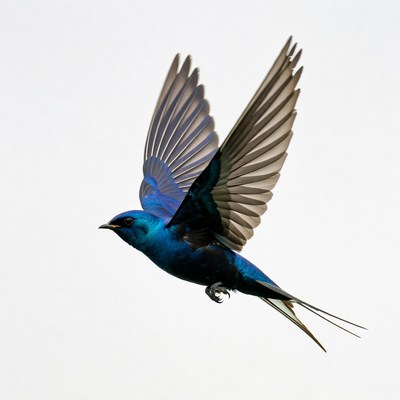 Bird flying in clear sky