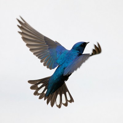 Bird flying against light background