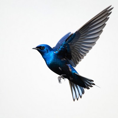 Blue bird in flight over clear sky