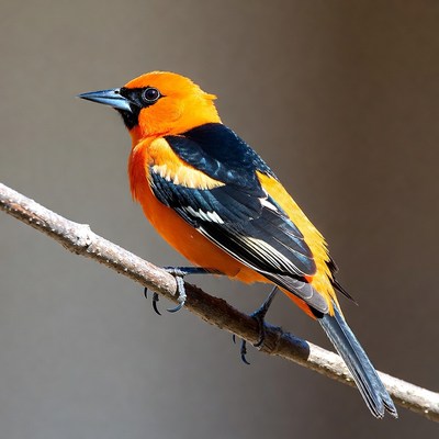 Bird perched on a branch in nature