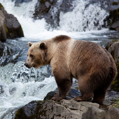 Bear by flowing water in nature