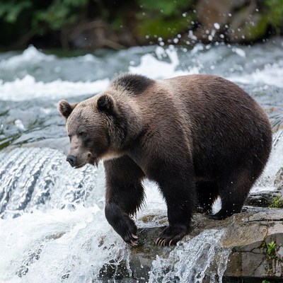 Grizzly bear by the river
