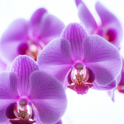 Purple orchids bloom indoors in soft light