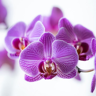 Orchids blooming in bright light