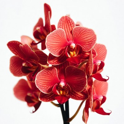 Orchids bloom in bright colors