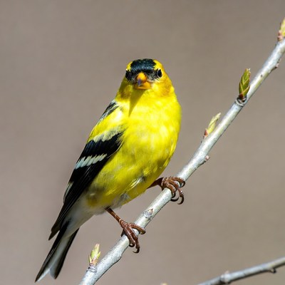 Bright yellow bird on tree branch