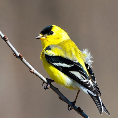 Bright yellow bird on a branch