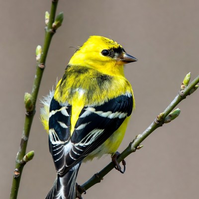 Bird perched on branch in spring
