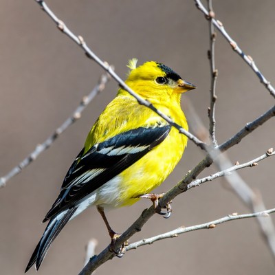 Yellow bird sitting on a branch