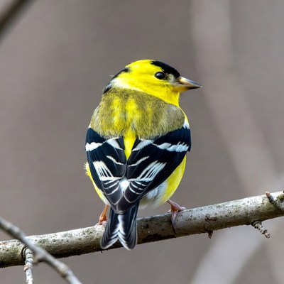 American goldfinch perched on a branch