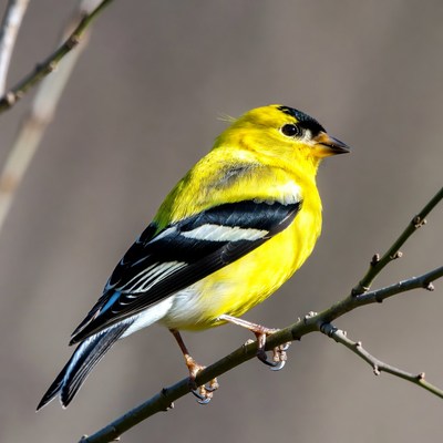 Bright yellow bird on a branch